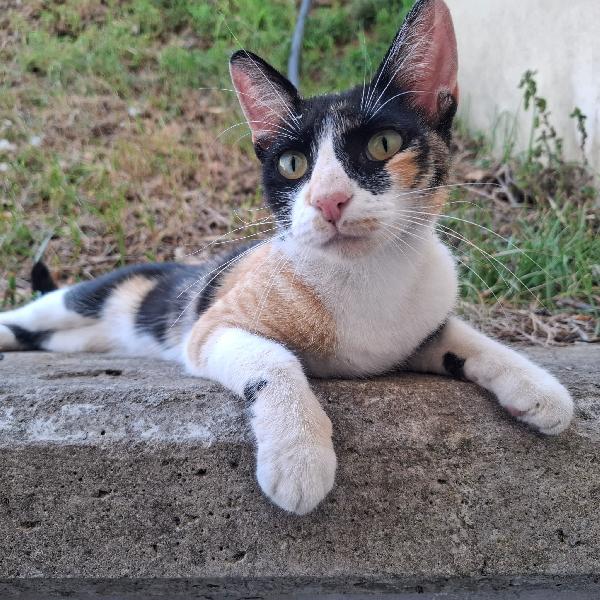 Mascherina, gattina calicò 1 anno e mezzo – dolcissima e coccolona Foto 3